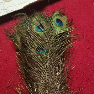 Large peacock feathers